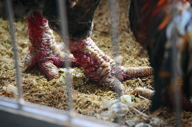 Các loại sản vật "tiến vua" xuất hiện tại Hội chợ Xuân 2016 ảnh 2